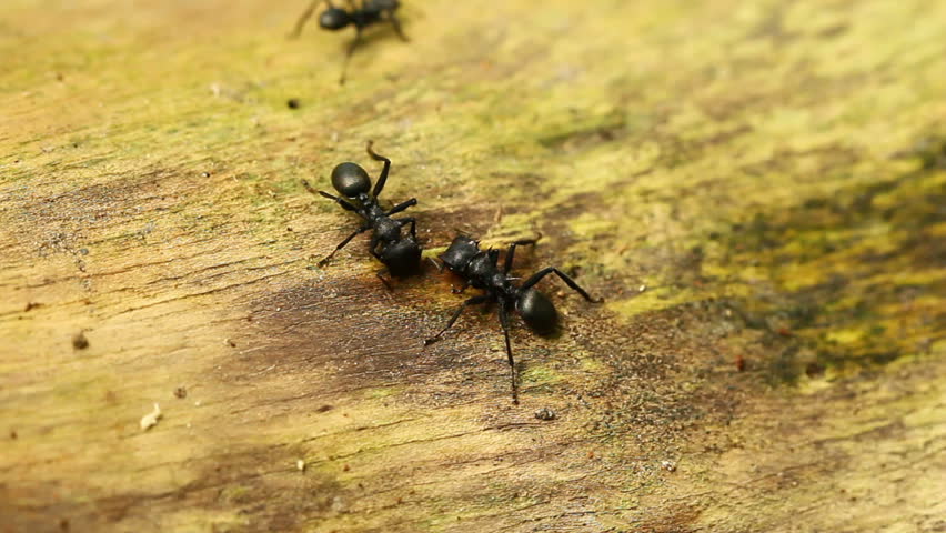 Three ants gathered to a council