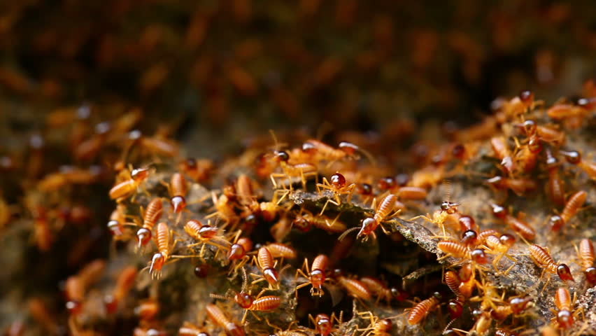 Red termites mound in Ecuadorian jungle, HD macro shot