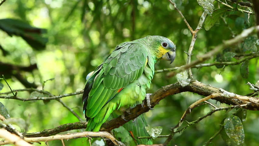 Male Yellow Crowned Amazon parrot shot in Ecuadorian lowlands of Amazonian