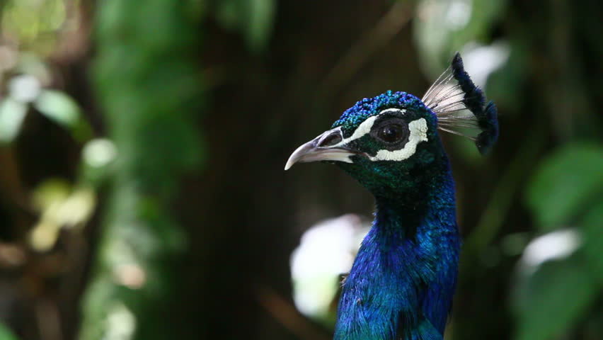 Head shot of an male peacock looking around with curiosity in Ecuadorian