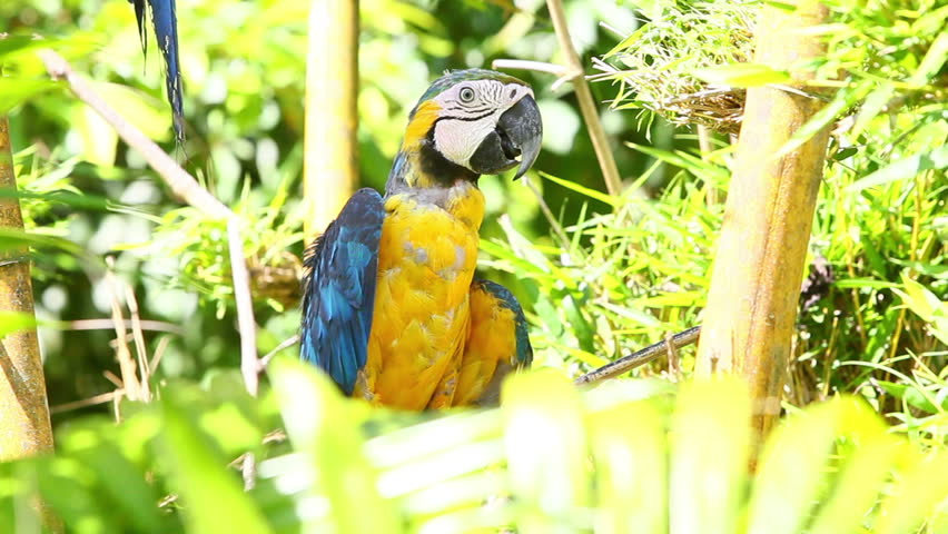 Blue and yellow macaw resting on a branch in Ecuadorian Amazonia, shot in the