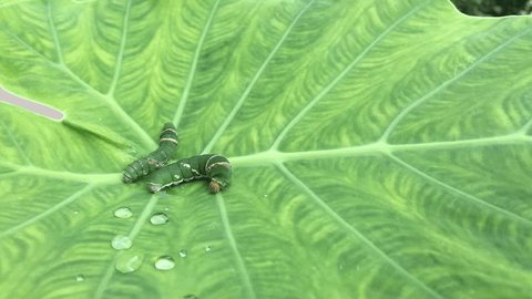 Worm the caterpillars, Green Worm.