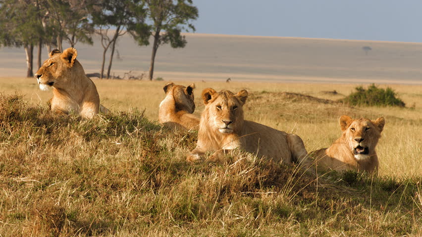 Pride of lions sitting on knoll, Masai Mara National Park, Kenya, Africa