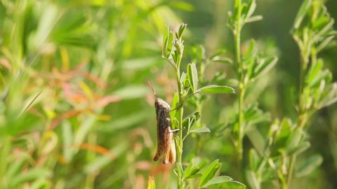 Grasshopper jumping from grass, slow motion