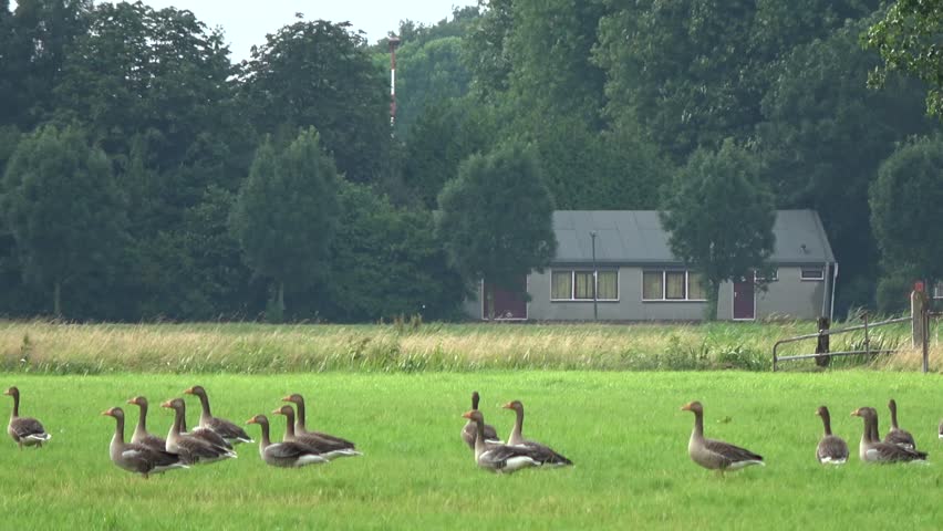 Large group of geese taking off ground close together a goose is a waterfoil bird resting on the moist ground after rainfall after they fly away some feathers falling moving in the wind to right 4k