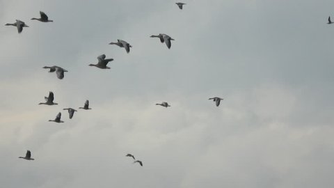 Large group of geese flying close together a goose is a waterfoil bird and this flock is migrating to the south in the background showing overcast weather big thick grey clouds with some sunshine 4k