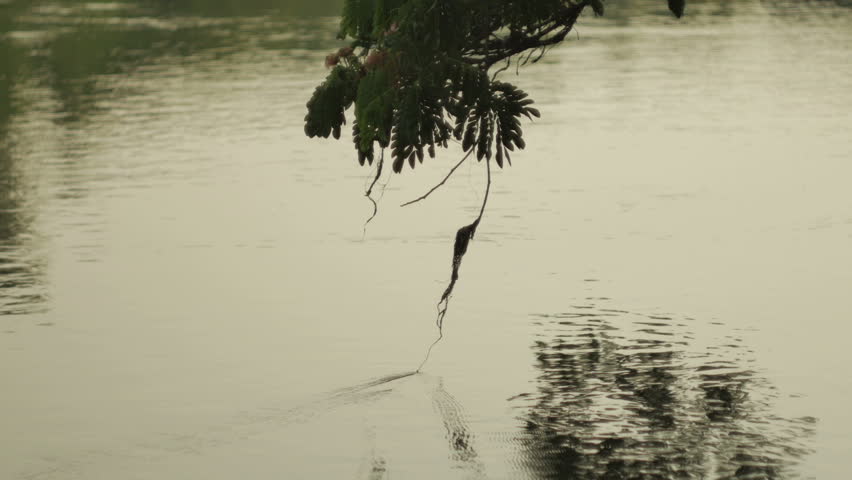 Tree In The River