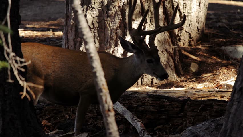 Deers in the Yosemite Nationalpark, United States - Graded and stabilized version. Watch also for the native material, straight out of the camera.