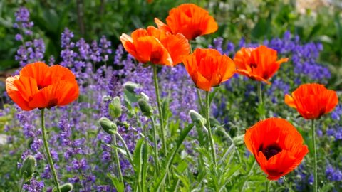 oriental poppy and catmint in summer