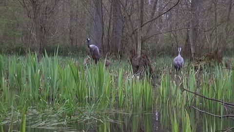 Common Crane with hatchlings