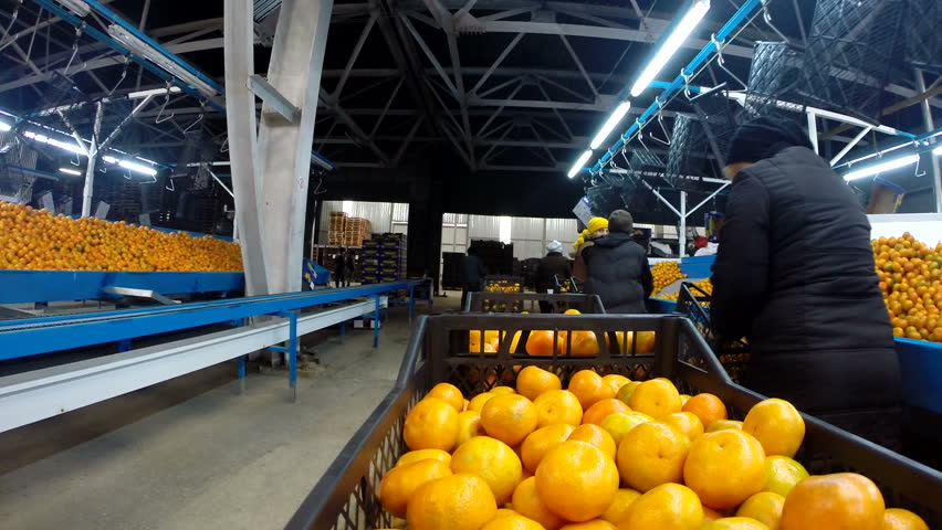 Tangerines In The Factory 2 Royalty-Free Stock Footage #17761849