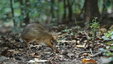 Lesser Mouse Deer eating wild fruits in jungle