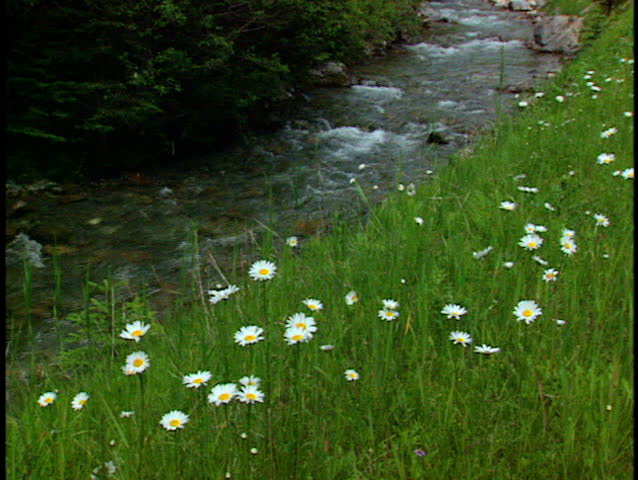 Wildflowers beside mountain stream