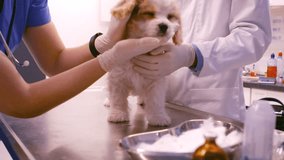  Vet examining the dog in a clinic 