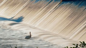Time lapse of very patient pelican waiting by the dam for a fish to catch for breakfast.