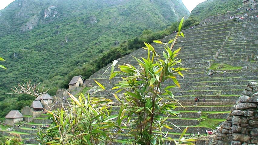 Stepped hillside at Machu Picchu with plant, flora in foreground