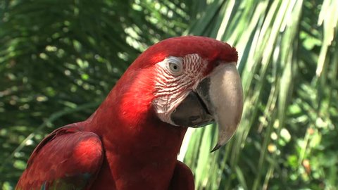 CU of scarlet macaw eating