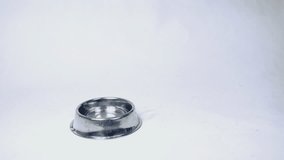 dog black and white Dalmatian drinks water from a metal bowl for dogs on a white background and leavesvideo