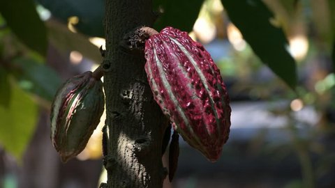 close up of colorful purple cacao pods growing on a tree in ecuador