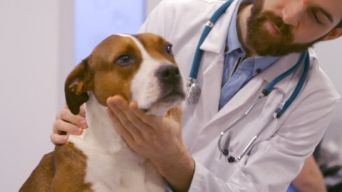  Vet examining the dog in a clinic 