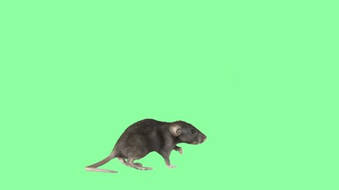 funny little rat on a green screen