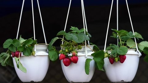 strawberry in the pot. decorative plant 
