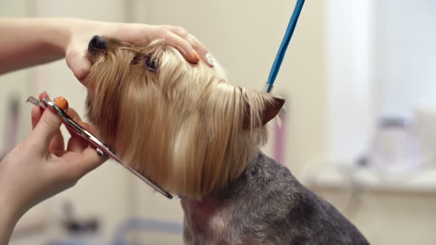 dog grooming muzzle