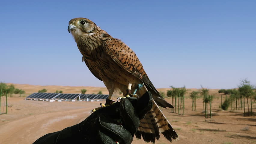  Female Kestrel