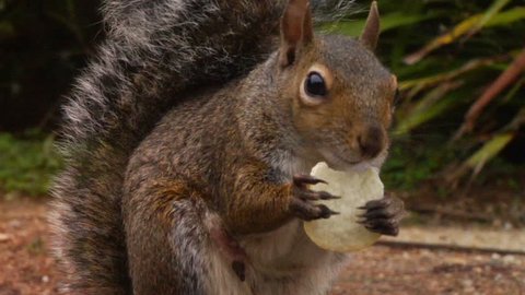 Squirrel close up eating. Feeding squirrel with chips. Funny squirrel animal interaction