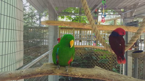 Grand Eclectus Parrot - a green and 2 red grand eclectus parrots. Although they are different colors they are the same parrot type. Green parrot is male, and the red parrots are females.