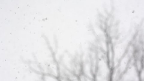 Heavy Snow Fall with Tree in Background Close Up. looking up at snow falling heavy towards the camera with a bare tree blurred in the background
