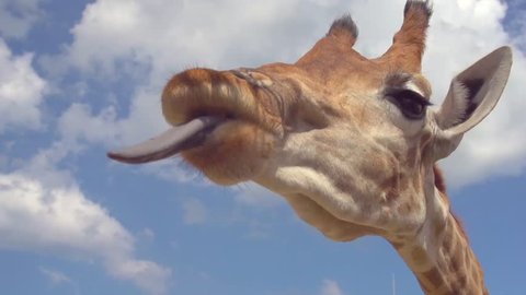 Giraffe eating. Close up shot of giraffe head on the blue sky background. Feeding Giraffe With Brunches And Green Leaves In Zoo. Slow motion 240 fps. High speed camera. Full HD 1080p video footage