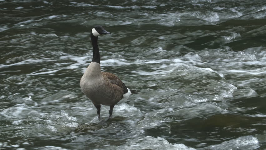 Canada goose standing and feeding in the current of the Don River, Toronto, Ontario, Canada.
