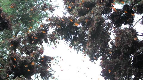 Branch full of monarch butterflies in the sanctuary of Michoacan,  Mexico [best for web use]
