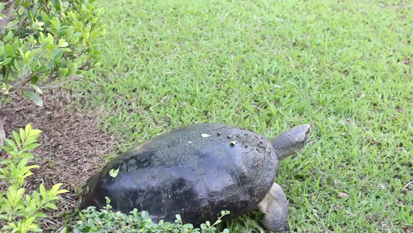 soft-shell turtles - Family: Trionychidae in The graden try to go to The river while hide in the plant. -soft focus, select focus