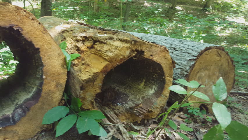 3 Large Hollow Logs - Logging video showing large trees that have been cut into logs and just so happen to be hollow. Video pans from right to left showing 4 large logs, 3 of which happen to be hollow