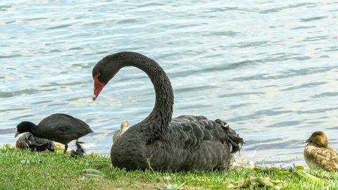 Beautiful black swan resting near lake while various ducks and water fowl waddle around