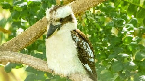 Kookaburra sits on West Australian gum tree