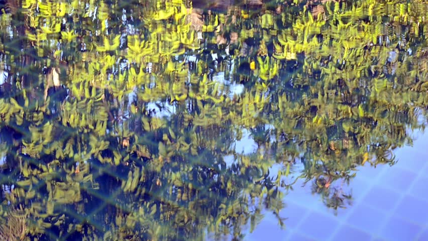 Reflection of trees and leaves on the surface of a swimming pool.