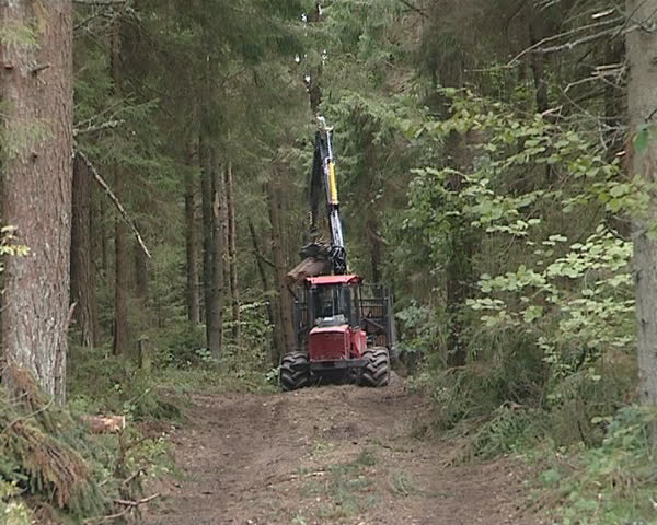 Special cargo truck loading tree logs in trailer. Forest harvesting works. 