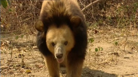 Asian Black Bear Blond Video De Stock 100 Libre De Droit Shutterstock