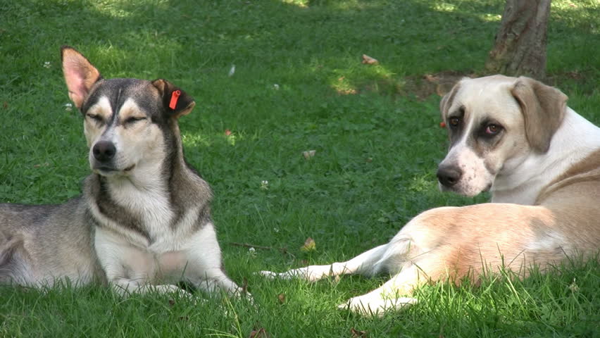 Dogs Relaxing in lawn | Shutterstock HD Video #1781417