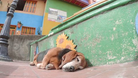 Older basset hound sleep on the colorful streets of Guatape, Colombia. 4k
