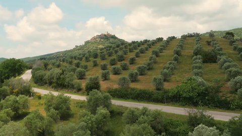 Fascinating Aerial Drone shot of a vineyard of olive trees
