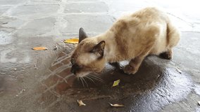 Abandoned cat drinking water from ground 