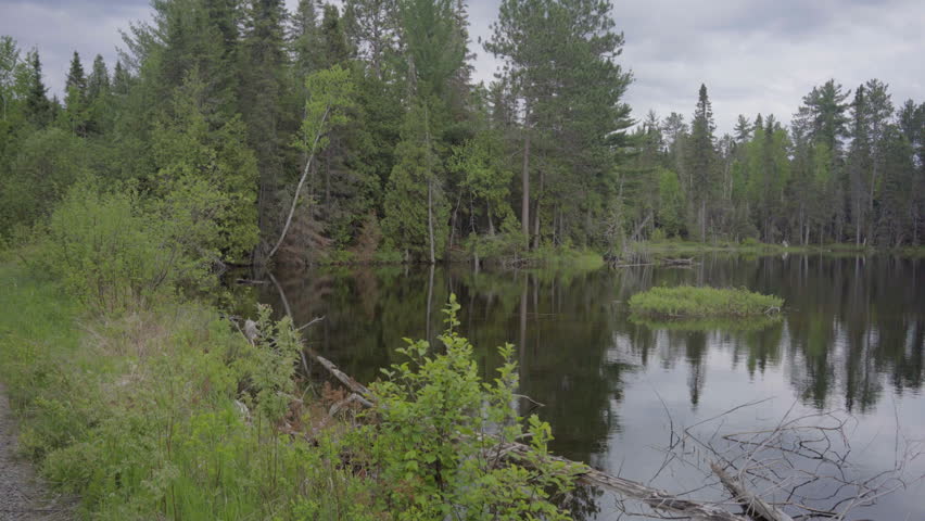 lake ontario canada wilderness forest trees