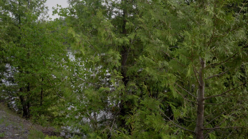 lake ontario canada wilderness forest trees
