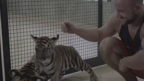 Man watching and petting two little tiger cubs. Video of man crouching on the floor and watching two little tiger cubs biting and playing with each other.