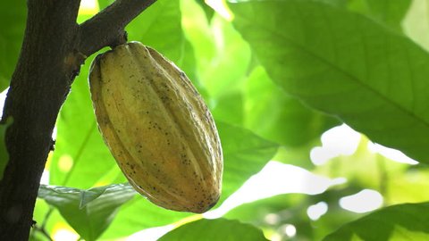 close up of a yellow cacao pod on a tree in ecuador