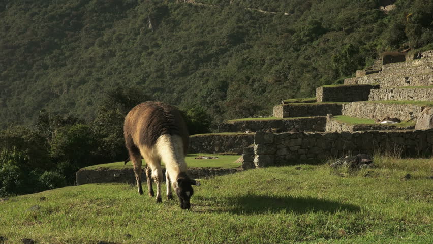 medium angle shot of a brown and white llama grazing at machu picchu, peru